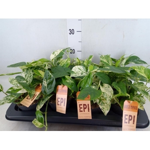 Epipremnum pinn.   HG