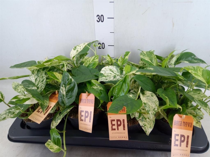 <h4>Epipremnum pinn.   HG</h4>