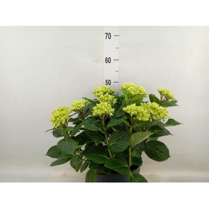 Hydrangea mac. 'Early Blue'