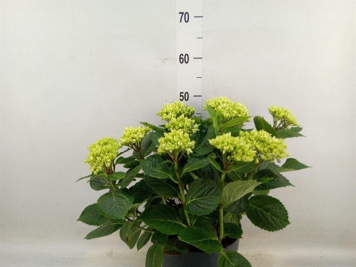 <h4>Hydrangea mac. 'Early Blue'</h4>
