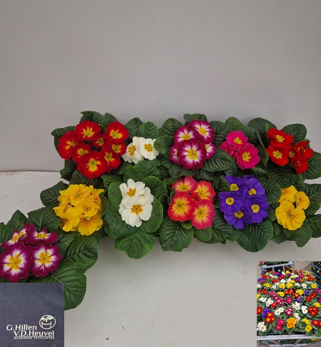 <h4>PRIM AC GEM</h4>