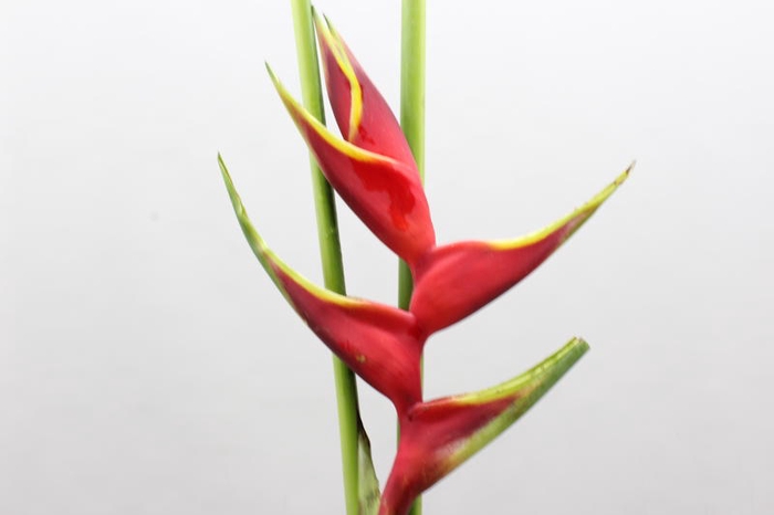 <h4>Heliconia Richmond</h4>