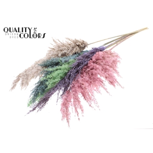 DRIED Pampas Grass Colourful MIX