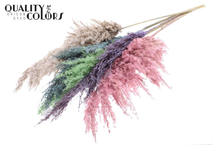 <h4>DRIED Pampas Grass Colourful MIX</h4>