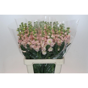 Matthiola Iron Apricot