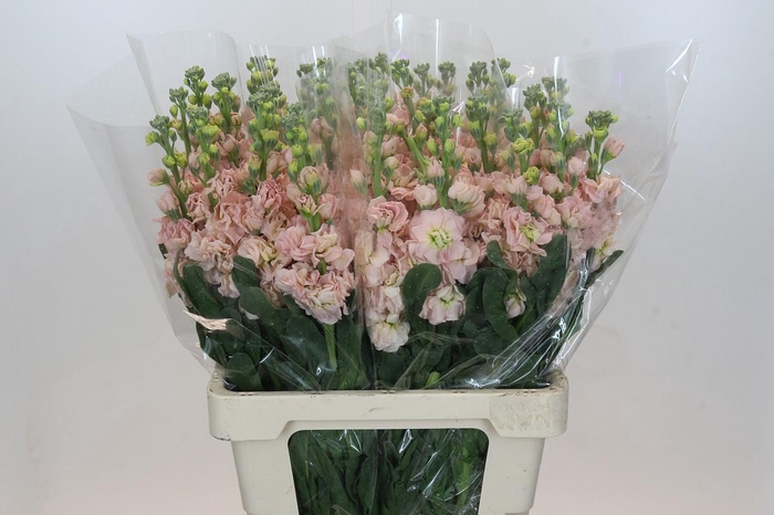 <h4>Matthiola Iron Apricot</h4>