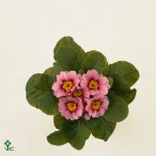 Primula ac.   ...