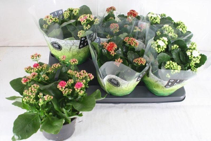 <h4>KALAN B GE GEM 4 KL</h4>