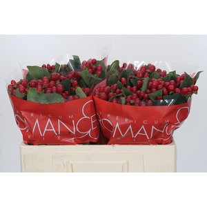 Hypericum True Romance XXL