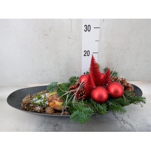 Arr.  Hippeastrum  L%