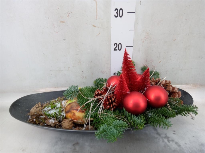 <h4>Arr.  Hippeastrum  L%</h4>