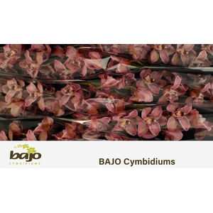 CYMB T MRS PURP RAIN