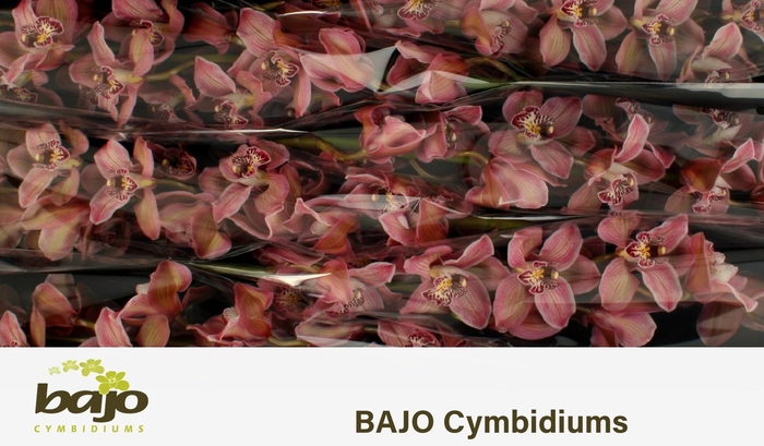 <h4>CYMB T MRS PURP RAIN</h4>