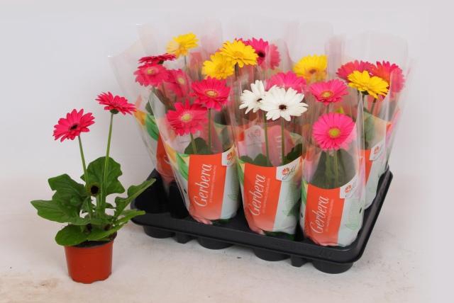 <h4>GER COLOURGAME GEM</h4>