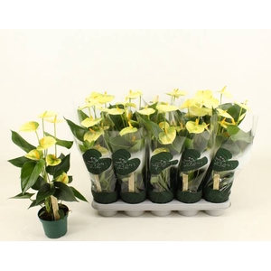 .Anthurium andreanum grp vanilla