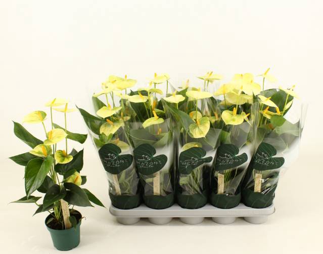 <h4>.Anthurium andreanum grp vanilla</h4>
