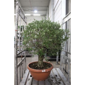 Bonsai Olea Europaea Potgekweekt