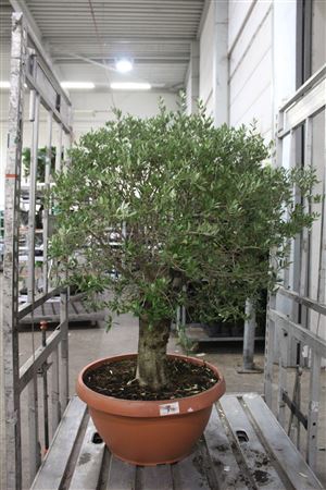 <h4>Bonsai Olea Europaea Potgekweekt</h4>