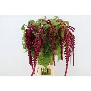 AMARANTHUS XL