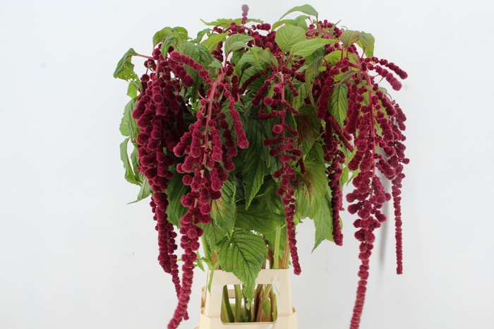 <h4>AMARANTHUS XL</h4>