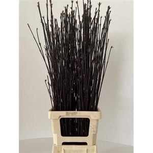 CORNUS ALBA KESSELRI