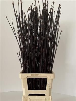 <h4>CORNUS ALBA KESSELRI</h4>