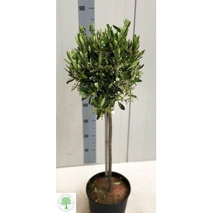 OLEA EUROPAEA