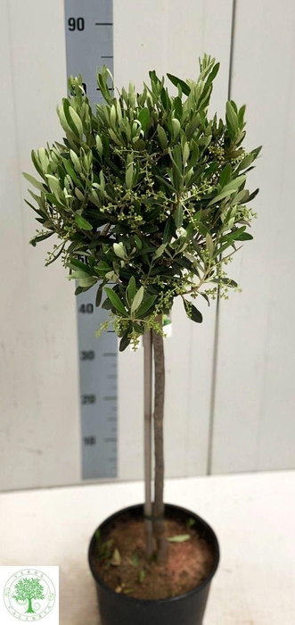 <h4>OLEA EUROPAEA</h4>