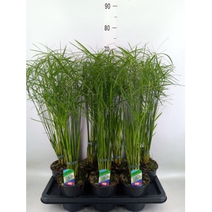 Cyperus alternifolius 'Gracilis'