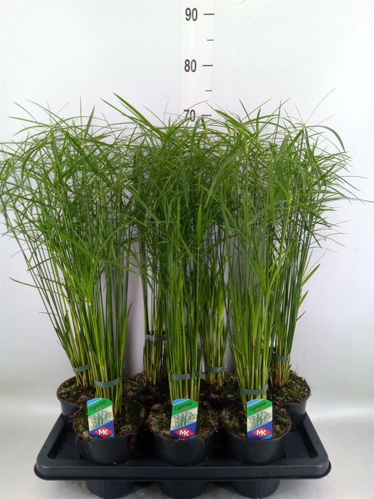 <h4>Cyperus alternifolius 'Gracilis'</h4>