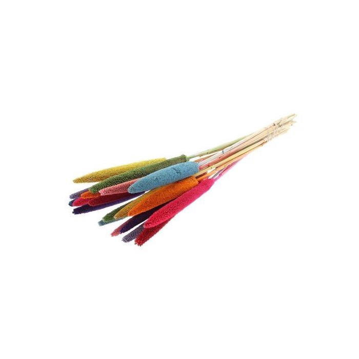 <h4>Droogbloem Babala 70cm x15</h4>