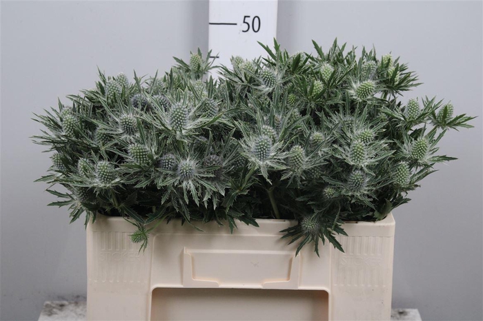 <h4>Eryn Sirius Qstar</h4>