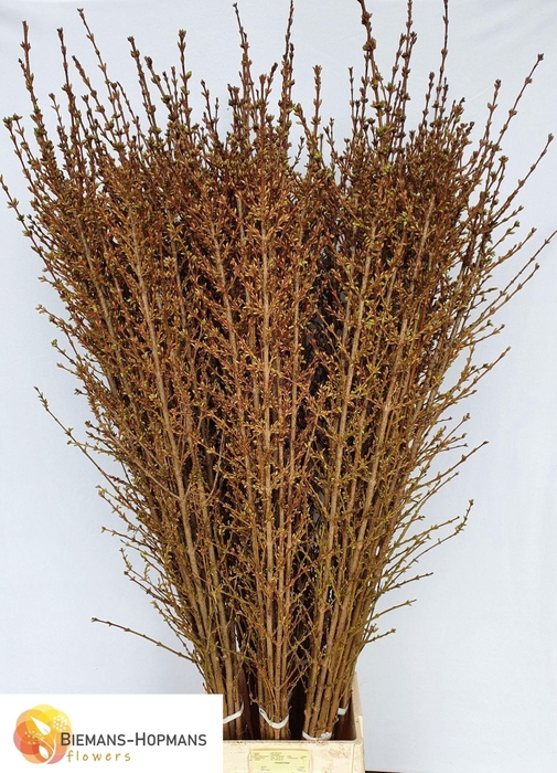 <h4>FORSY I SPECTABILIS</h4>