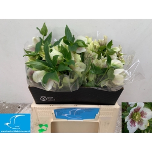 HELL OR WHI LAD SPOT