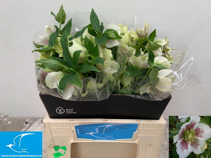 <h4>HELL OR WHI LAD SPOT</h4>