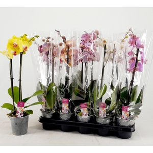 PHAL GEM