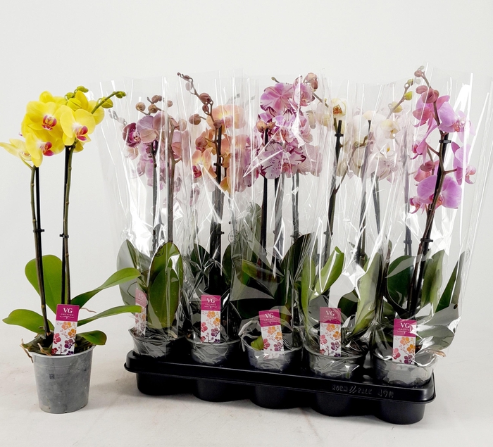 <h4>PHAL GEM</h4>