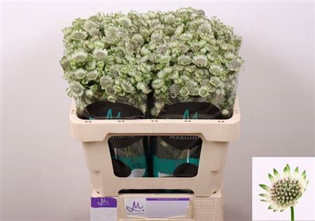 <h4>Astrantia Wit Billion Stars</h4>