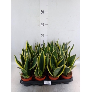 Sansevieria trifa.   ...