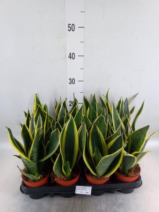 <h4>Sansevieria trifa.   ...</h4>