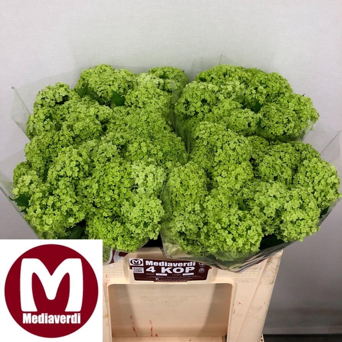 <h4>VIBURNUM ROSEUM ST</h4>