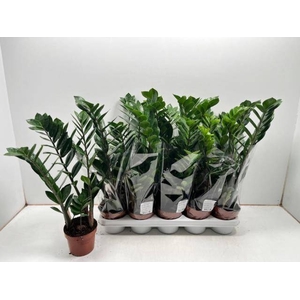 ZAMIO ZAMIIFOLIA