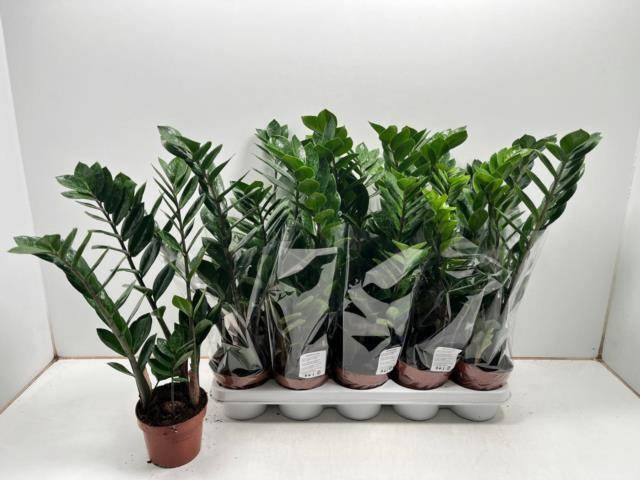 <h4>ZAMIO ZAMIIFOLIA</h4>