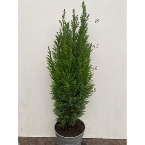 Chamaecyparis law. Ellwoodii