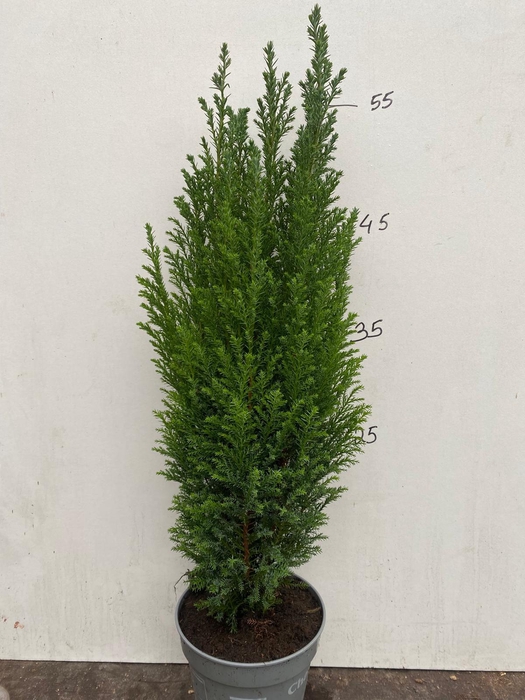 <h4>Chamaecyparis law. Ellwoodii</h4>