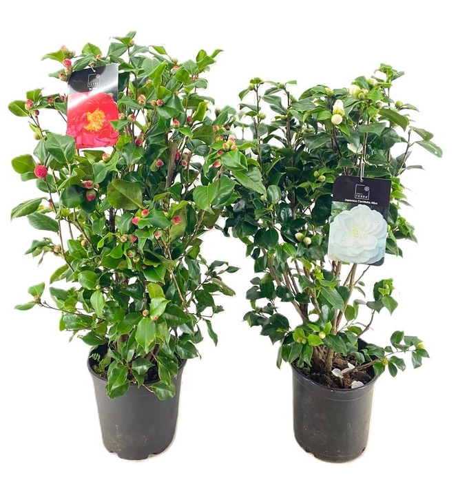 <h4>Camellia japonica</h4>