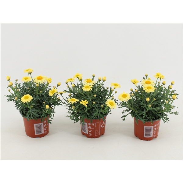 <h4>Argyranthemum La Rita Yellow</h4>