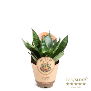 SANSEVIERIA TRIFASCIATA