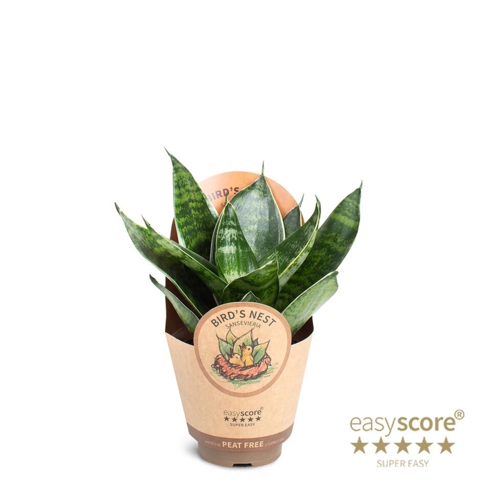 <h4>SANSEVIERIA TRIFASCIATA</h4>