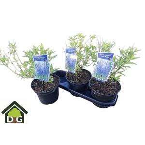 PEROVSKIA LITT SPIRE